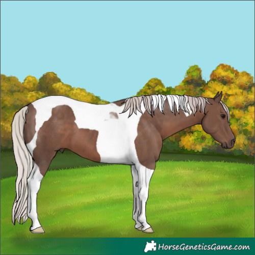 Horse Color:Silver Black Tobiano 
