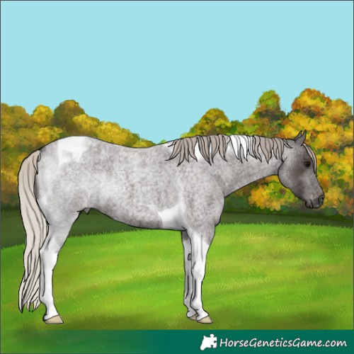 Horse Color:Gray Silver Blue Roan Tobiano Appaloosa 
