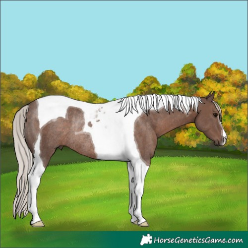 Horse Color:Silver Black Tobiano Rabicano 