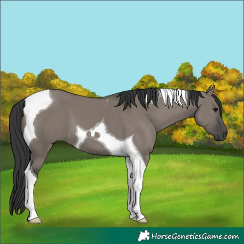 Horse Color:Grullo Tobiano