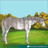 Horse Color:White Spotted Silver Black Rabicano 