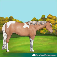 Horse Color:Silver Classic Champagne Tobiano Rabicano