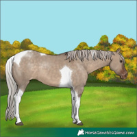 Horse Color:Silver Brown Dun Tobiano Appaloosa