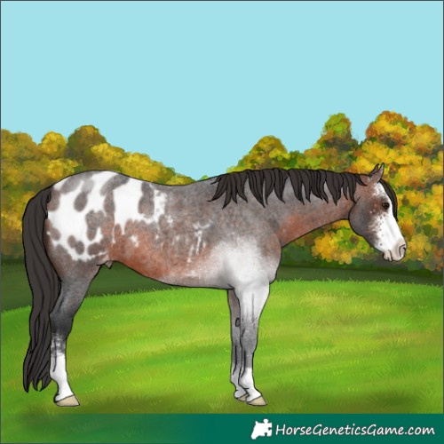 Horse Color:Brown Roan Sabino Blanket 