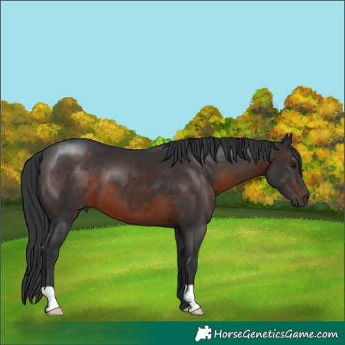 Horse Color:Brown 