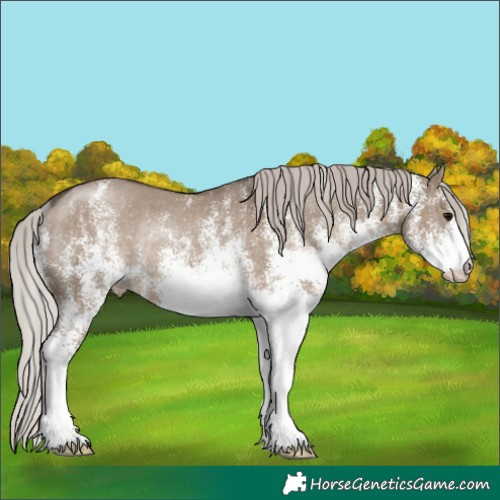 Horse Color:White Spotted Silver Grullo Rabicano