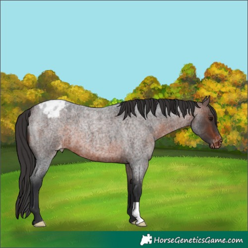 Horse Color:Brown Roan Appaloosa