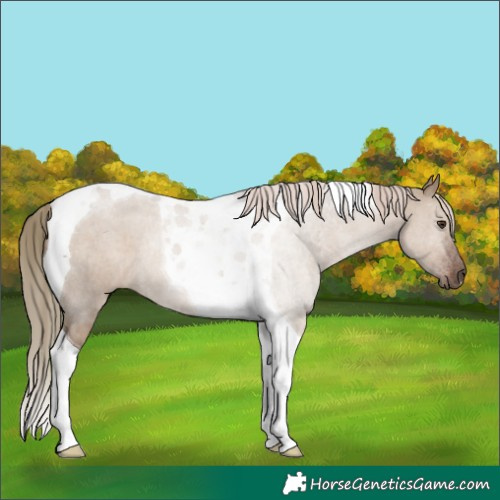 Horse Color:Liver Red Dun Tobiano Rabicano