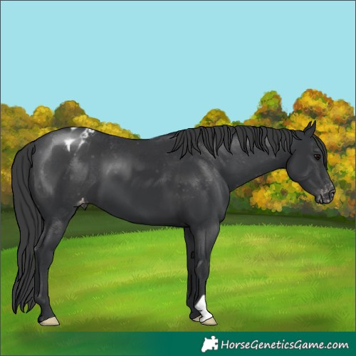 Horse Color:Black Appaloosa 