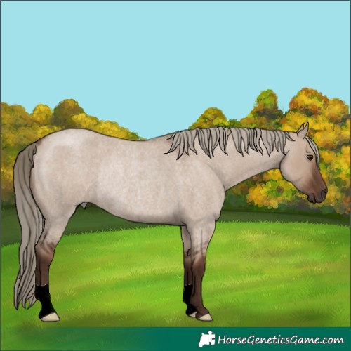 Horse Color:Liver Red Dun Roan Rabicano