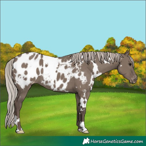 Horse Color:White Spotted Silver Grullo Near Leopard
