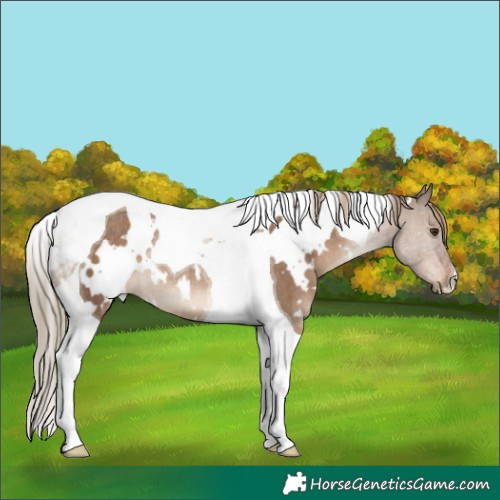 Horse Color:White Spotted Liver Red Dun Tobiano Rabicano 