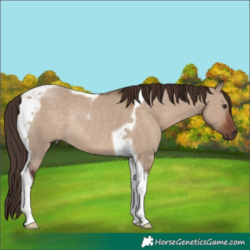 Horse Color:Liver Red Dun Tobiano Rabicano 