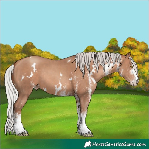 Horse Color:White Spotted Silver Sable Champagne Rabicano 
