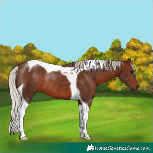 Horse Color:Silver Brown Tobiano Rabicano 