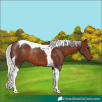 Horse Color:Silver Brown Tobiano Rabicano