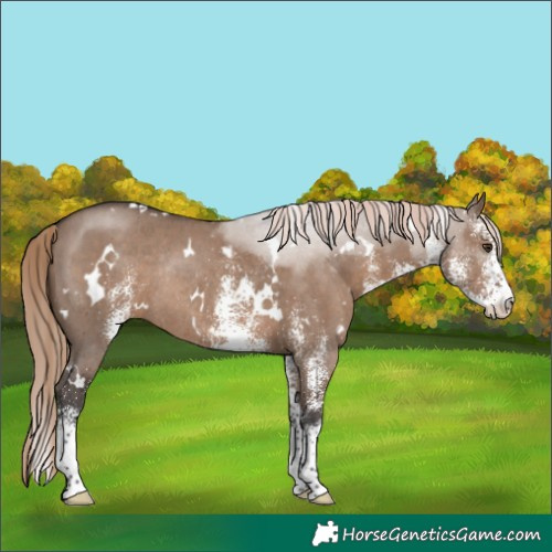 Horse Color:White Spotted Liver Red Dun Rabicano 