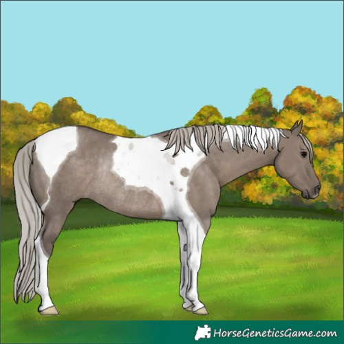 Horse Color:Silver Grullo Tobiano Rabicano 