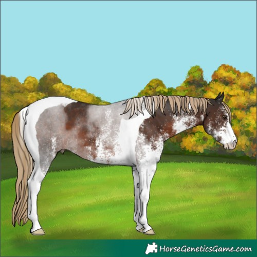 Horse Color:White Spotted Liver Chestnut Tobiano Rabicano 