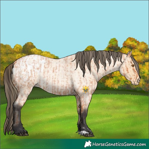 Horse Color:Bay Roan  and Buckskin Roan Appaloosa Rabicano 