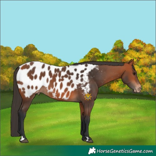 Horse Color:Bay Appaloosa 