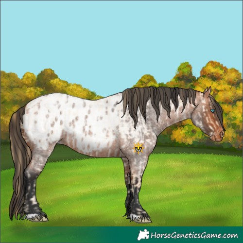 Horse Color:Buckskin Roan Pearl  and Bay Roan Appaloosa 