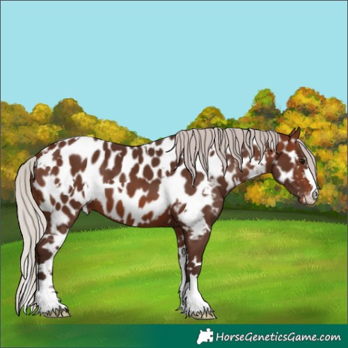 Horse Color:White Spotted Silver Brown Appaloosa 
