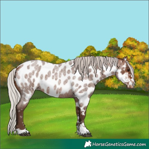 Horse Color:Silver Bay Roan Appaloosa 