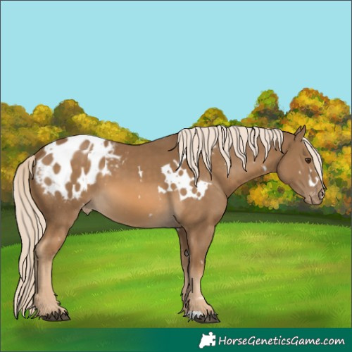 Horse Color:White Spotted Chocolate Palomino Appaloosa 
