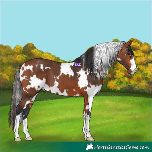 Horse Color:White Spotted Bay 