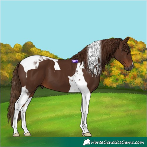 Horse Color:Gray Chestnut Tobiano
