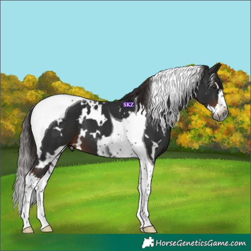 Horse Color:Gray White Spotted Liver Chestnut Splash Tobiano 
