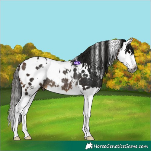 Horse Color:Gray White Spotted Buckskin Splash Appaloosa Rabicano 