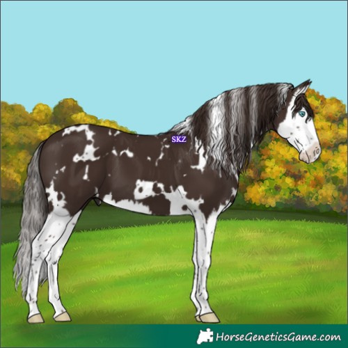 Horse Color:White Spotted Liver Chestnut Splash 
