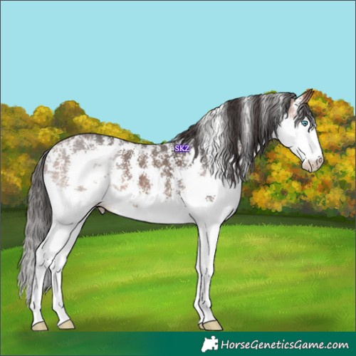 Horse Color:Bay Sabino Splash