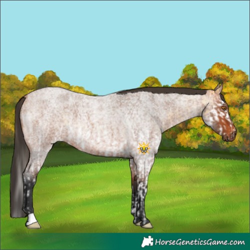 Horse Color:Buckskin Roan Splash  and Bay Roan 
