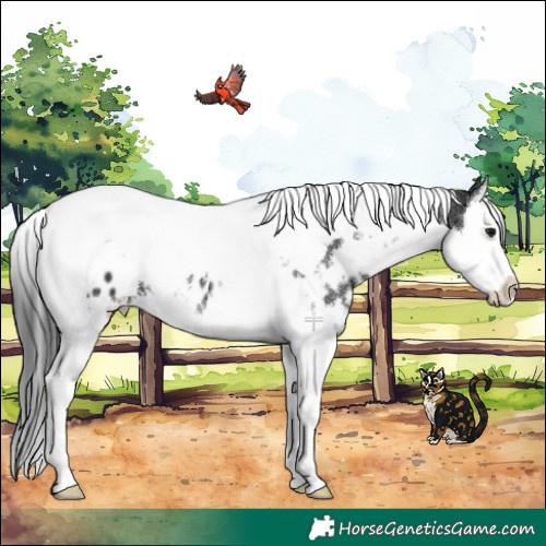 Horse Color:White Spotted Black Splash Tobiano Near Leopard 
