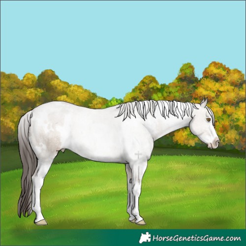 Horse Color:White Spotted Classic Champagne Dun Sabino Rabicano 