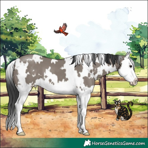 Horse Color:White Spotted Grullo Splash 
