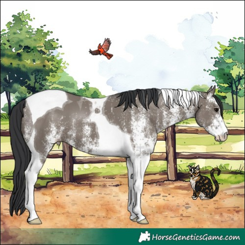 Horse Color:White Spotted Grullo Tobiano 