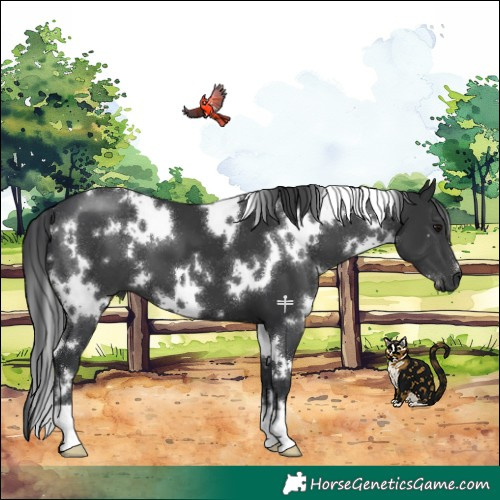 Horse Color:White Spotted Black 
