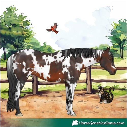 Horse Color:White Spotted Brown 