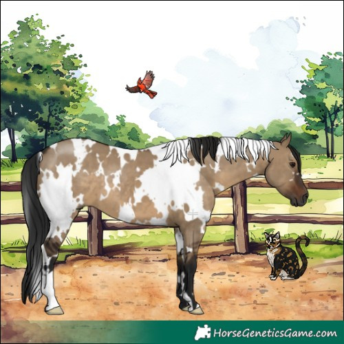 Horse Color:Gray White Spotted Brown Dun 