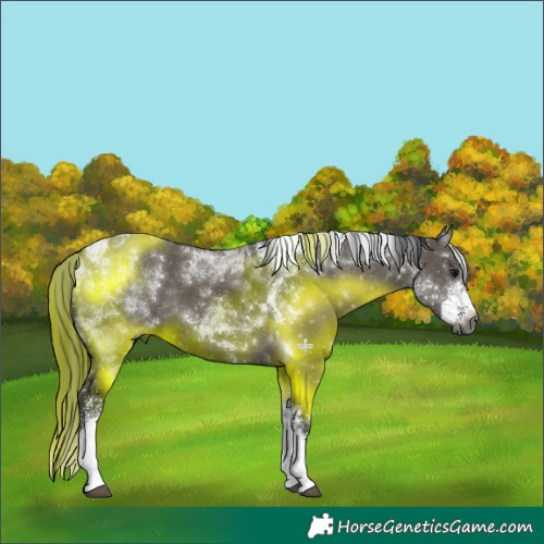 Horse Color:Gray White Spotted Grullo Tobiano Rabicano 