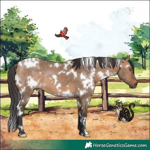 Horse Color:White Spotted Brown Dun 