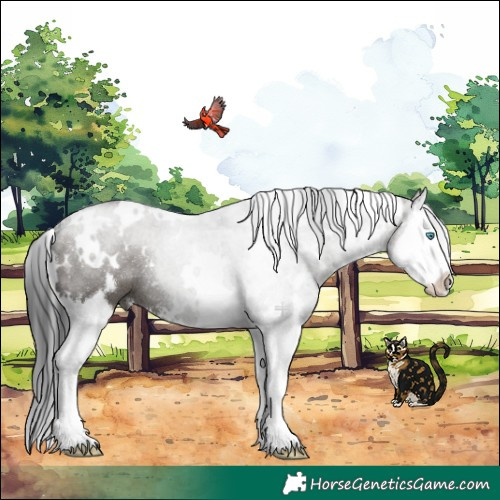 Horse Color:White Spotted Grullo Splash 