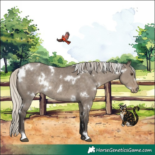 Horse Color:White Spotted Silver Smoky Grullo Varnish Rabicano 