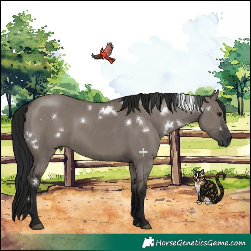 Horse Color:Gray White Spotted Grullo Rabicano 