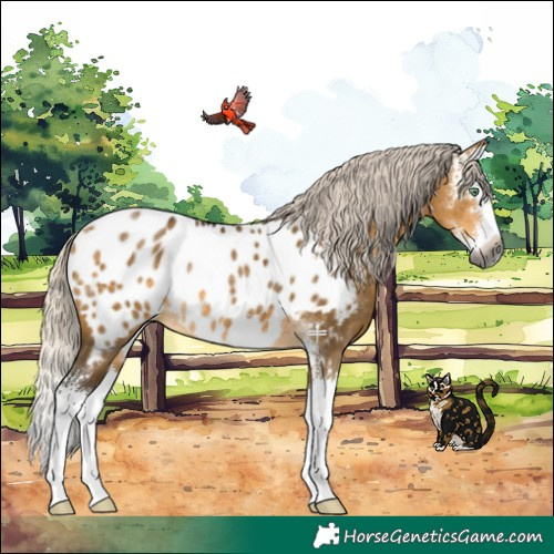 Horse Color:Gray Silver Buckskin Dun Sabino Splash Near Leopard Rabicano 
