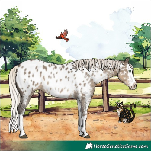 Horse Color:White Spotted Silver Smoky Grullo Splash Near Leopard 